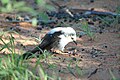 Pied babblers spend >90% of their foraging time on the ground. Their diet consists mainly of invertebrates, which they either glean from the surface or dig up.
