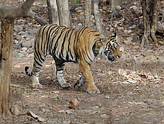 Bengal tiger in Ranthambore National Park, Rajasthan