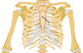 Position of the sternum the thoracic cage