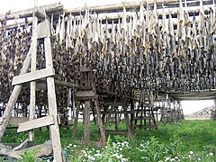 Drying stockfish in Iceland