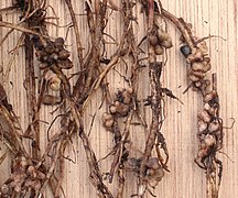 Nodules on the Vicia Faba roots.