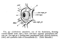 Diagram of radiolarian containing zooxanthellae (z)