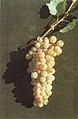 Assyrtiko grapes