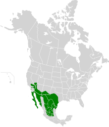Range map of the cactus wren, with range shown in green over a map of the North America