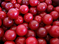 Ripened fruits of Prunus cerasifera