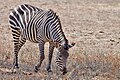 Crawshay's zebra in South Luangwa National Park showing the typical narrow stripe pattern