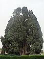 The 4000-year-old Cypress of Abarqu, in Abarkuh