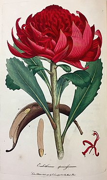 An old colour drawing of a single red flowerhead on a stem