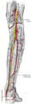 Arteria poplitea (Kniekehlarterie), Arteria tibialis posterior (hintere Schienbeinarterie) und Arteria fibularis (Wadenbeinarterie)