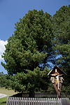 Zirbe (Pinus cembra)