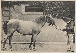 Karoline, small Breton draft mare from the Vannes region, 2 years old, 1.48 m (1912).