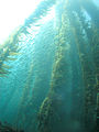 Kelp forest and sardines