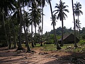 Palm Trees on the Island