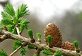 Junge Lärchennadeln im Frühling (Larix x marschlinsii)