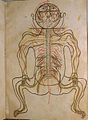 Image 51A coloured illustration from Mansur's Anatomy, c. 1450 (from Science in the medieval Islamic world)