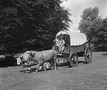 Oxen and covered wagon (1951)