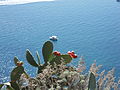 Feigenkaktus (Opuntia ficus-indica) mit Früchten an der Küste Korfus