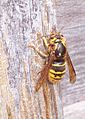 Dolichovespula media (a European tree wasp) stripping wood from a fence for use in nest construction