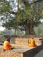 Buddhist monks meditating under the Anandabodhi tree.