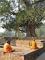 Buddhist monks meditating under the Anandabodhi tree