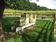 Beehives beside a field