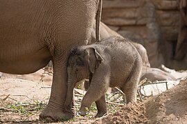Baby elephant at the Elephants of the Asian Forest.