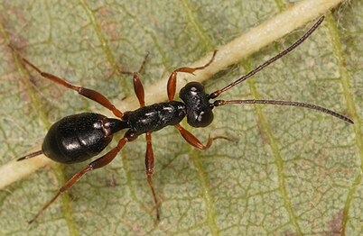 Mimic: Gelis agilis, a wingless Ichneumonid wasp