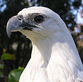 The reserve contains the only nesting site of the white-bellied sea eagle on the Mornington Peninsula.