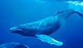 Humpback whale Megaptera novaeangliae pukkelhval