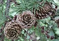 Old seed cones