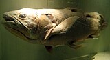 Coelacanth (preserved specimen)