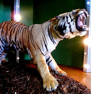 Colour photograph of the whole tiger, seen from front right and dominated by head and neck