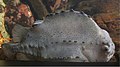 Lumpfish (Cyclopterus lumpus), a cleaner fish employed in salmon farming in Atlantic Canada, Scotland, Iceland and Norway[14]