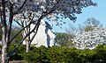 Cherry blossoms surrounding the MLK Memorial.