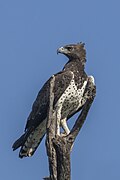 Martial eagle (Polemaetus bellicosus)