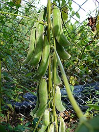 Mature seed pods