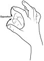 Example of opposition of the thumb and index finger