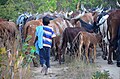 A young herdsman learns his trade