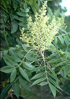 Winged sumac leaves and flowers