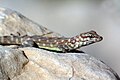 Rock semaphore gecko (Pristurus rupestris)