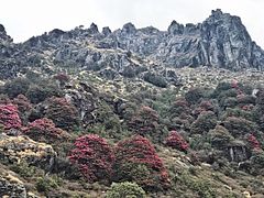 Sandakphu: shrub-clad rocky ridge with toxic, pink-flowered Rhododendron species - for which it was (in part) named