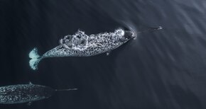 Two narwhals at the water surface. They have irregular markings over a white background, extremely small pectoral fins and a large, broad tail.