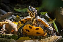 Eine Schildkröte erklettert einen Vorsprung, so dass die gelbschwarz gemusterte Unterseite erkennbar ist