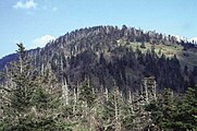 Clingmans Dome, with groves of dead trees