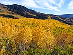 Aspens during fall in the mountains of the Richfield Ranger District.