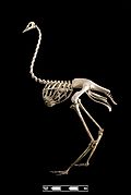 Ostrich skeleton