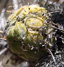 a globular old flowerhead, now mostly made up of greenish developing seed pods