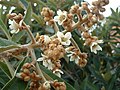 Loquat (Eriobotrya japonica) inflorescence