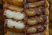 White and brown pupae filling cells