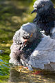Water-bathing by a pigeon